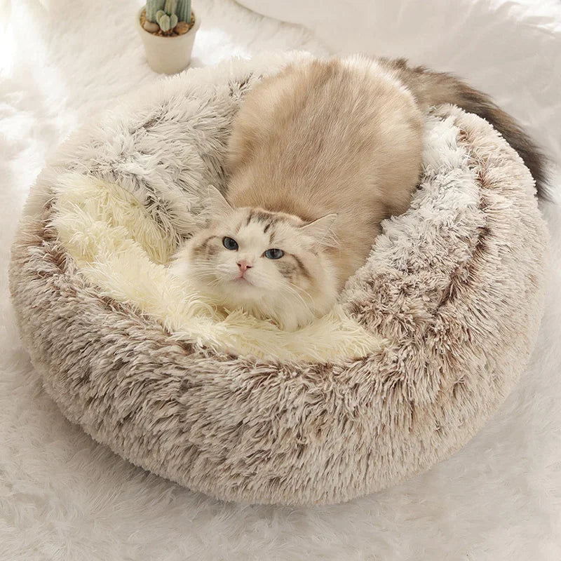 Kattenkussen oester